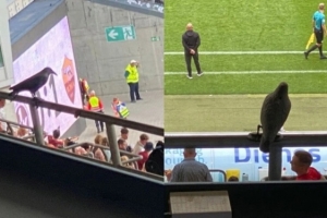 罗体：凯泽斯劳滕主场安装假鸟模型，避免鸽子太多造成鸽粪污染